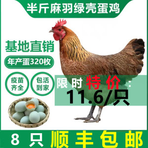 正宗散养麻羽鸡绿壳蛋鸡半斤小鸡活苗下蛋鸡王脱温鸡活体高产蛋鸡