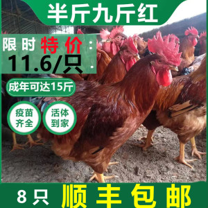 正宗纯种九斤红公鸡活苗活体巨型大红公鸡土鸡小鸡活苗半斤脱温苗
