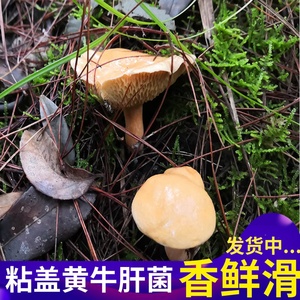 野生菌菇粘团子新鲜粘盖黄牛肝菌滑滑菌蜂颗窝菌松树菌非枞菌寒菌