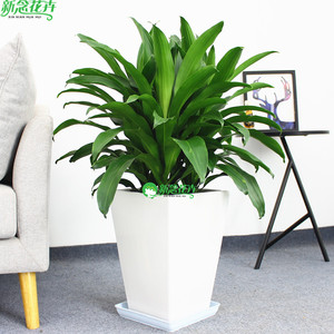 新念 巴西铁盆栽美人铁绿植盆栽 室内花卉巴西木盆栽客厅观叶植物