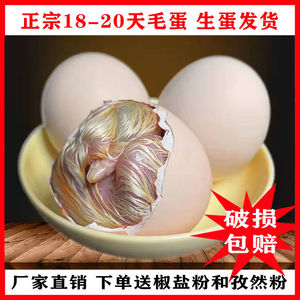农家新鲜毛蛋生的18天毛鸡蛋全喜鸡胚蛋非实蛋旺蛋活珠子40枚包邮