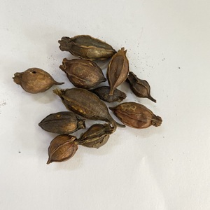 焦栀子 炒枝子  焦山栀子 焦山栀 中药材 500g20元包邮