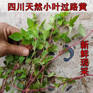 四川野生大叶金钱草散装500克新货干草药金前草茶过路黄13人付款21