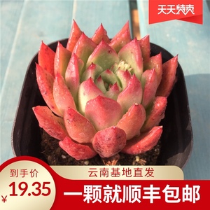 罗杰安娜精品红色东云系多肉植物 进口精品贵货杂交新品 云南控养