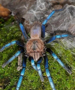 宠物蜘蛛 婆罗洲蓝宝石 现货6l