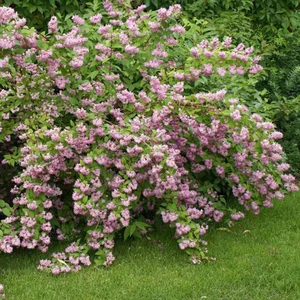 冰生溲疏大苗雪球 庭院台多年生灌木植物花量大 粉色草莓田1加仑