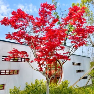 红枫树苗四季中国红庭院美国日本紅舞姬盆景园林绿化植物苗木抗寒
