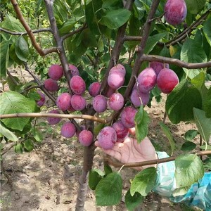 新疆西梅树树苗皇后嫁接西梅女神苗李子特大脆甜耐寒南方北方种植