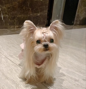 约克夏幼犬纯种活体约克夏梗幼崽金头银背茶杯约克夏宠物小狗活物