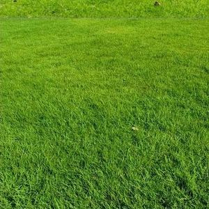 优质草坪种子 高羊茅种子 四季青草籽 绿化护坡马尼拉草坪种子