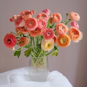 洋牡丹鲜切花毛茛橘白色水养瓶插花重瓣花家庭室内桌面水培用花