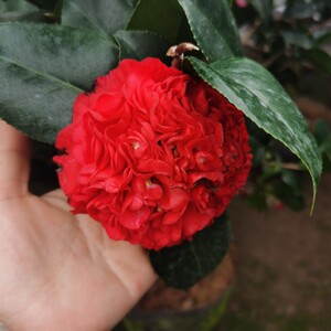 火瀑布茶花树苗