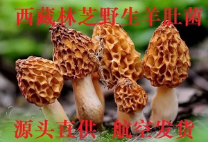 羊肚菌西藏特产天然羊蘑菇姬松茸干货250克天然滋补炖汤食材野生