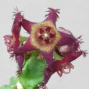 萝藦科 六道水牛角 caralluma hexagona 萝藦 多肉植物