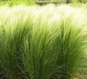 美丽新款庭院夏季秋季羽毛草 针茅马尾盆栽苗 细叶如发丝随风飘