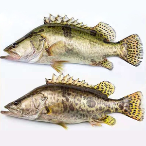 淡水鱼生态鳜鱼桂鱼新鲜桂花鱼季花计划鱼鳌花鱼约鲜活现杀发货