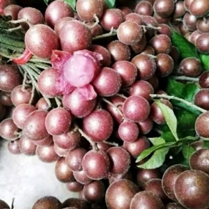 黄皮树苗盆栽地栽果树苗嫁接无核鸡心黑皮黄皮苗南方种植当年结果