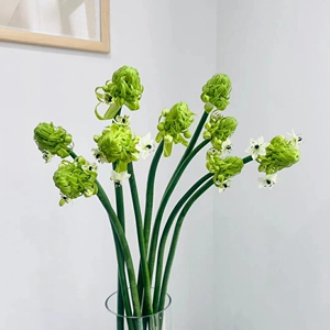 天鹅绒鲜花伯利恒之星云南基地直发水养鲜切花束家庭插花生日礼物