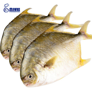 南海金鲳鱼
