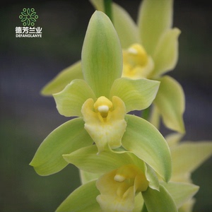 直播专拍链接德芳兰业兰花苗带花苞大花惠兰玉凤素室内四季花卉