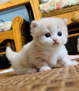 蓝白猫英短小猫咪活物活幼体宠物猫幼崽纯种折耳矮脚短脚小型可爱