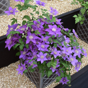 啤酒大道铁线莲