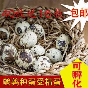 鹌鹑受精蛋鹌鹑蛋种蛋可孵化56枚鹌鹑纯种蛋鸟蛋孵化蛋包受精包邮
