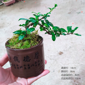盆景植物茶树