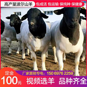 杜泊羊纯种黑头杜泊绵羊怀孕母羊成年种公羊萨福克小尾寒羊活羊