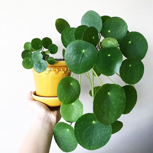 镜面草盆栽植物ins网红圆叶室内常绿观叶耐阴耐寒竹溪花苑绿植