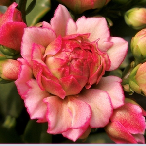 长寿花盆栽超级女神网红花苞花卉植物室内花绿植豆沙重瓣四季开花