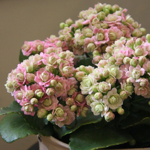 长寿花盆栽绿巴黎粉巴黎大花带花苞喜阳花卉重瓣室内植物绿植阳台