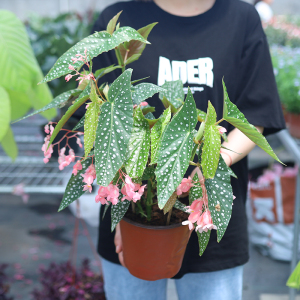 白冰秋海棠鳟鱼秋海棠秋刀鱼ins风网红室内植物 桌面进口盆栽花卉