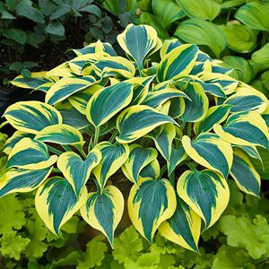 【彩叶榕】彩叶榕品牌,价格 - 阿里巴巴