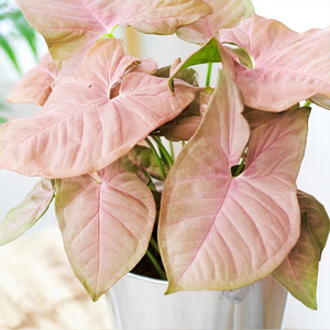 红粉恋人佳人裸粉色霓虹合果芋盆栽植物阳台窗台办公桌书房绿植