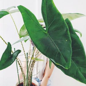 斑马海芋虎斑观音莲 网红绿植室内阳台办公室高档北京吸甲醛趣味