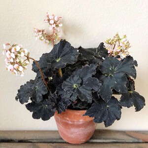 黑骑士秋海棠蜗牛花卉盆栽容易绿植观叶窗台阳台吸甲醛净化空气