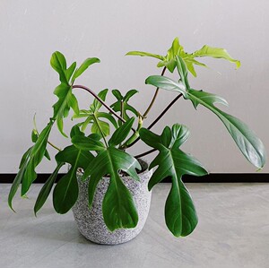 佛罗里达飞机蔓绿绒绿植盆栽观叶净化空气客厅办公桌窗台吸甲醛