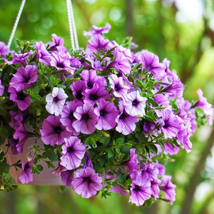 矮牵牛盆栽花卉四季开花舞春花窗台室内植物容易室外阳台庭院紫色