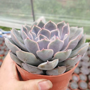 好先生多肉馆 菲欧娜 大单头多肉植物美观 新手绿植盆栽