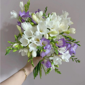 香雪兰鲜花基地直发云南花卉鲜切花重瓣小苍兰花瓶水样培插花斗南