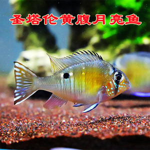 圣塔伦月亮斯维尼关刀慈鲷食土鲷观赏鱼热带鱼南美草缸神仙鱼精品