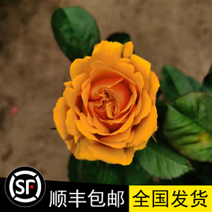 新品种阳台盆栽月季花苗 无限宝藏 四季开花多头切花玫瑰带花发货
