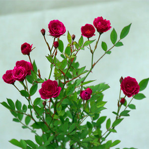 新品紫咲月季迷你盆景月季耐热耐开四季开花盆栽喜阳一六八园艺