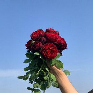 不眠之夜-黑鱼子酱月季花暗色系浓香灌木花朵内红外深一六八园艺