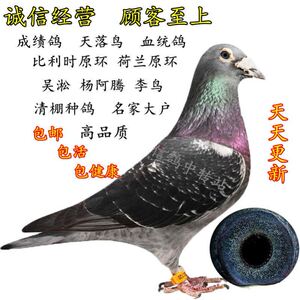 赛鸽活体成绩血统鸽天落清棚名家大户信鸽吴淞纯白鸟冠杨阿腾李鸟
