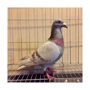 (红二线信鸽)原配信鸽赛鸽观赏鸽小鸽种鸽活物鸽子苗幼鸽包活体