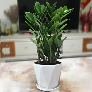 仿真金钱树盆栽