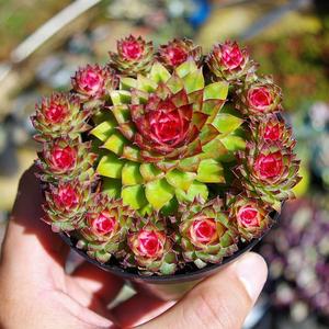 云南多肉植物七彩莲精品稀有品种室内防辐射观音莲植物老桩wvr小