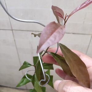 金弹子品种桩紫阳金丹万年青辣椒血红柚子血红72变大红花生逸源红